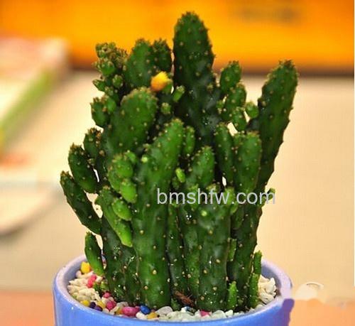 【防电脑辐射的植物】仙人掌或仙人球