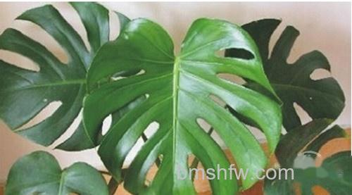 【防电脑辐射的植物】龟背竹
