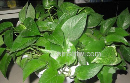 【防电脑辐射的植物】绿萝