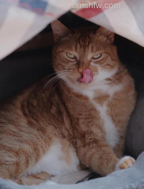 如何拍摄猫咪?手机拍摄喵咪技巧详解