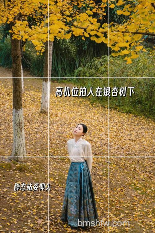 如何拍摄银杏叶？银杏拍摄技巧有哪些【详细介绍】