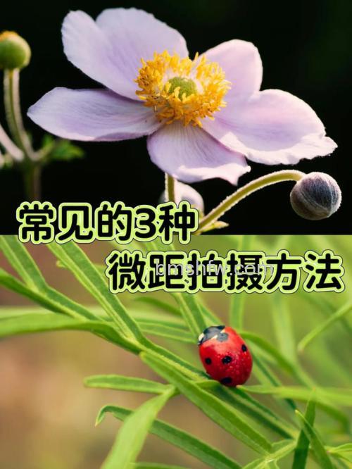 如何拍出好看的微距照片:拍摄微距照片技巧全攻略