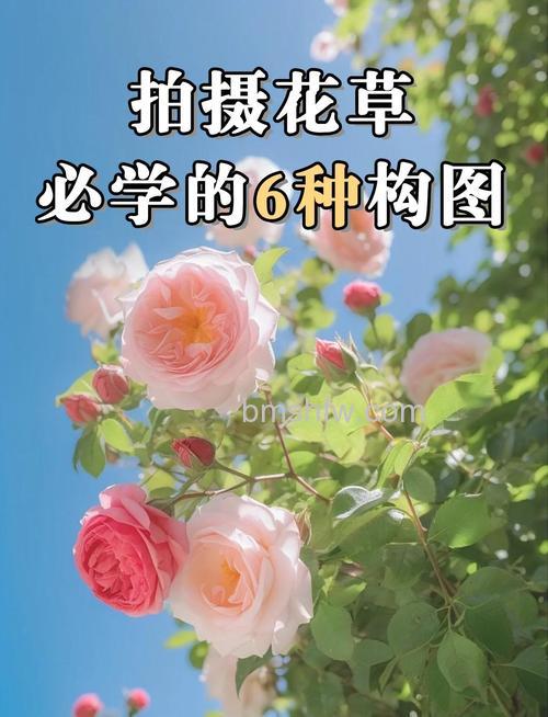 如何拍出别致花卉写真:拍摄花卉写真小技巧【详细介绍】