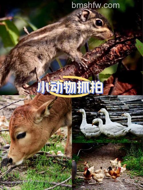 动物摄影技巧有哪些：如何捕捉颠倒众生的萌物