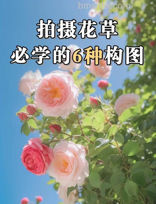 花卉拍摄技巧有哪些:花卉拍摄需要注意什么【详解】