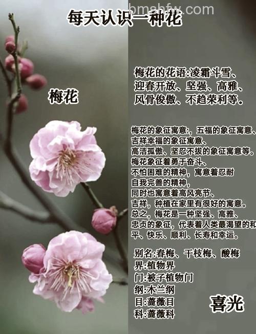 拍摄梅花需要注意什么