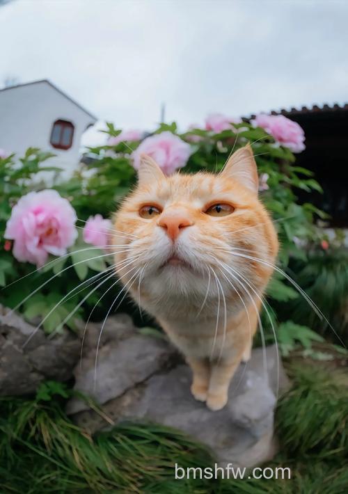 拍摄猫咪有什么构图技巧