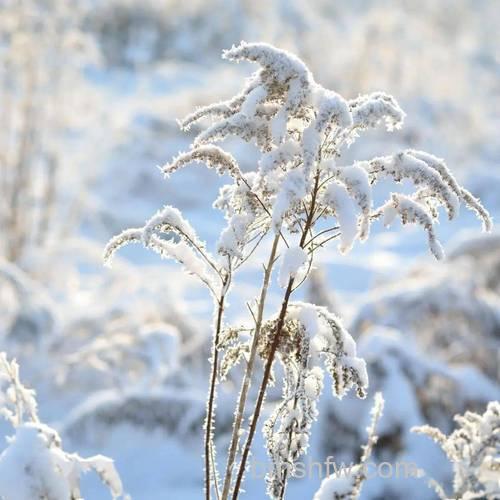 单反雪景拍摄有哪些技巧?单反雪景拍摄正确曝光方法【详解】