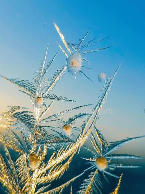 如何拍摄出晶莹剔透的冰花?镜头选择、光线运用与构图技巧