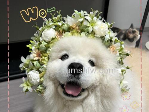 狗头拍花有什么技巧?焦段选择、最近对焦距离、背景虚化等五大要点
