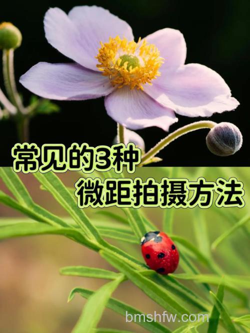 微距生态摄影如何补光：持续光源、反光板、闪光灯与多种布光方案详解