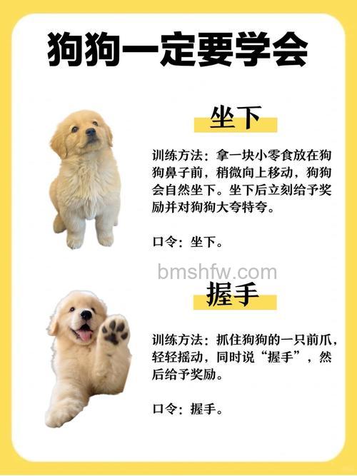 拍摄宠物应该养成什么习惯