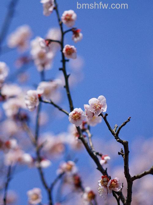 梅花摄影有什么技巧