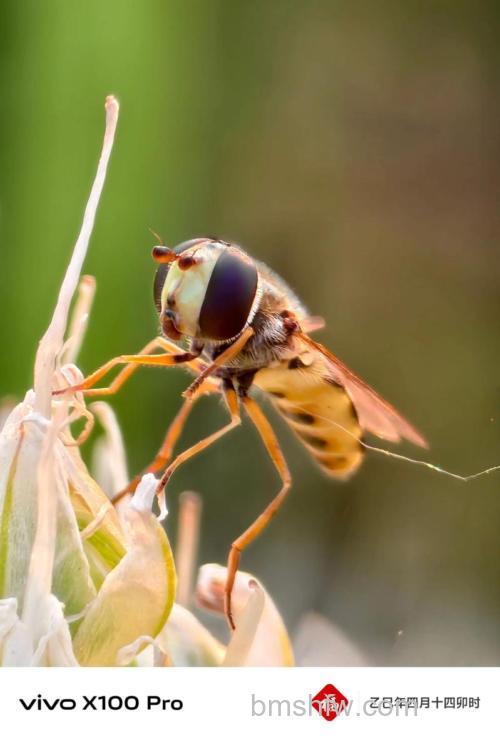 拍摄昆虫有什么技巧?微距昆虫摄影的器材、对焦与时机全攻略