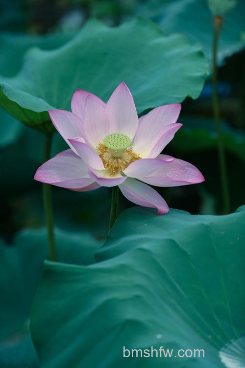 如何拍摄荷花：花叶配合、正确曝光、大光圈虚化与光线运用全攻略