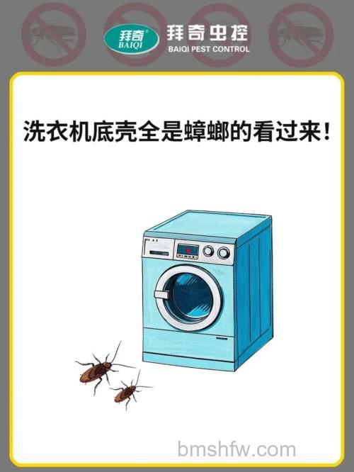 出现蟑螂的洗衣机还能用吗?解决方法详解