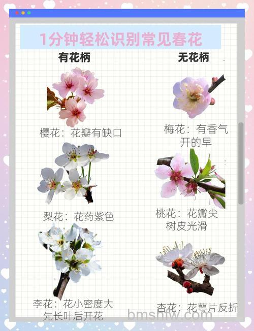 歪歪如何查看鲜花值:自己与他人鲜花数量查询方法