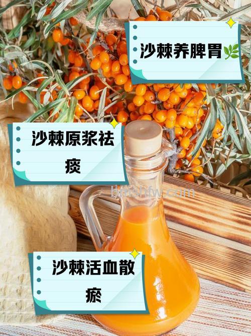 沙棘榨汁机好不好?全面解析其优势与特点