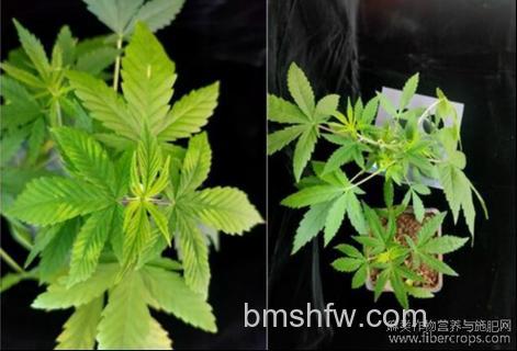 大麻病毒是什么