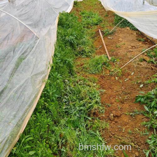 在拼多多果园怎么进行除草 在拼多多果园进行除草方法【详解】